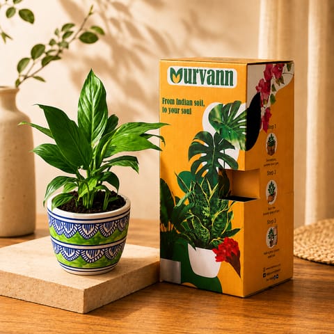 Gift Ready - Peace Lily in 4 Inch Live Plant Heritage Sage Pixel Cup Ceramic Planter - In Premium Gifting Box