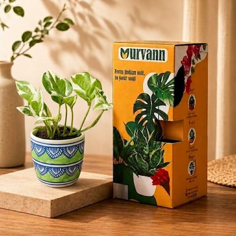 Gift Ready - Marble Money Plant in 4 Inch Live Plant Heritage Sage Pixel Cup Ceramic Planter - In Premium Gifting Box