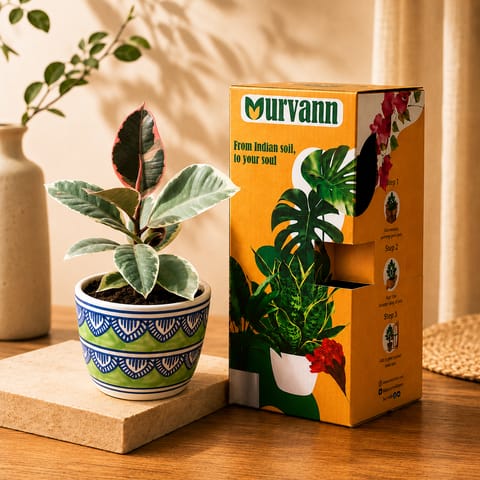 Gift Ready - Rubber Vareigated White in 4 Inch Live Plant Heritage Sage Pixel Cup Ceramic Planter - In Premium Gifting Box