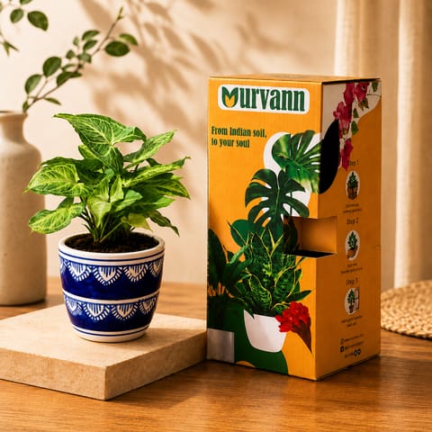 Gift Ready - Syngonium Green Desi in 4 Inch Live Plant Heritage Noir Pixel Cup Ceramic Planter - In Premium Gifting Box