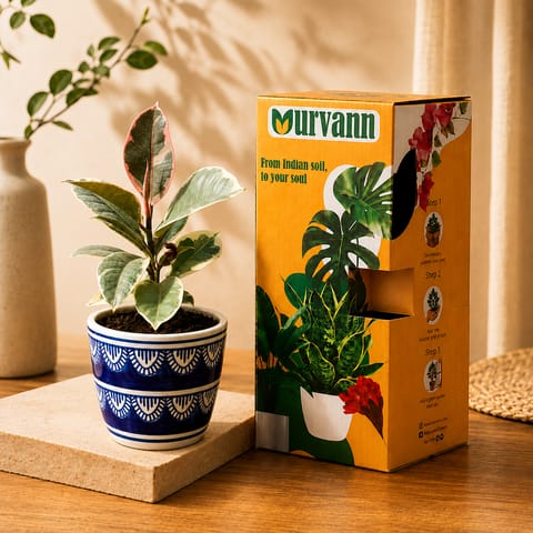 Gift Ready - Rubber Vareigated White in 4 Inch Heritage Noir Pixel Cup Ceramic Planter - In Premium Gifting Box
