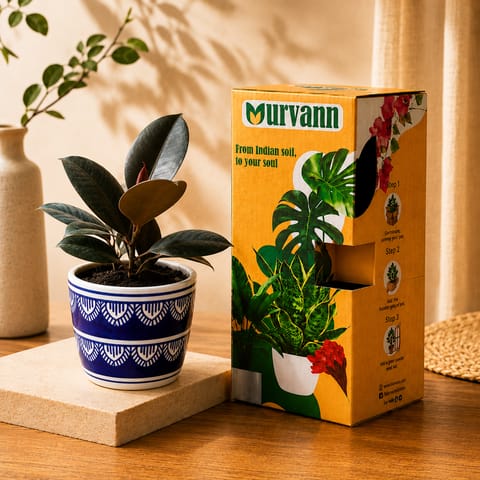 Gift Ready - Rubber Black in 4 Inch Live Plant Heritage Noir Pixel Cup Ceramic Planter - In Premium Gifting Box