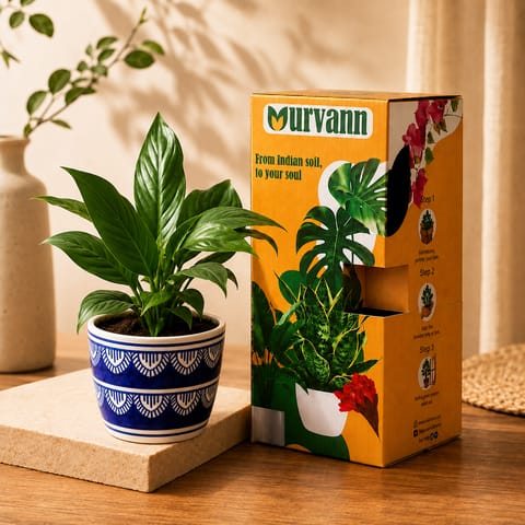 Gift Ready - Peace Lily in 4 Inch Live Plant Heritage Noir Pixel Cup Ceramic Planter - In Premium Gifting Box