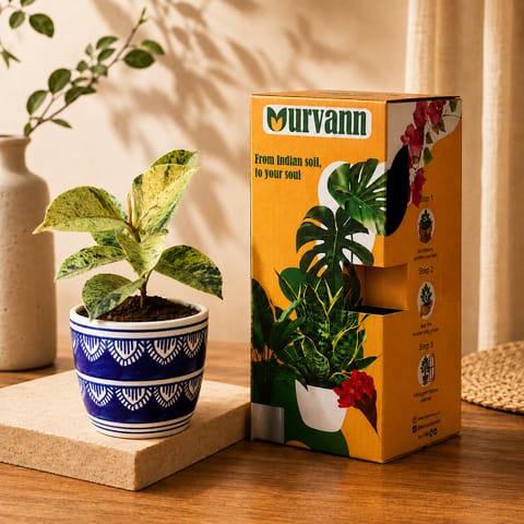 Gift Ready - Rubber Variegated Yellow in 4 Inch Live Plant Heritage Noir Pixel Cup Ceramic Planter - In Premium Gifting Box