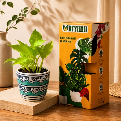 Gift Ready - Money Plant Golden in 4 Inch Live Plant Heritage Sky Pixel Cup Ceramic Planter - In Premium Gifting Box