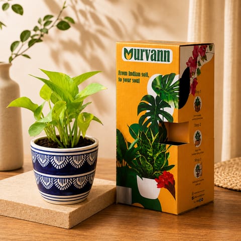 Gift Ready - Money Plant Golden in 4 Inch Live Plant Heritage Noir Pixel Cup Ceramic Planter - In Premium Gifting Box