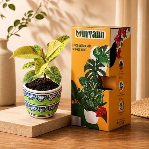 Gift Ready - Rubber Variegated Yellow in 4 Inch Live Plant Heritage Sage Pixel Cup Ceramic Planter - In Premium Gifting Box