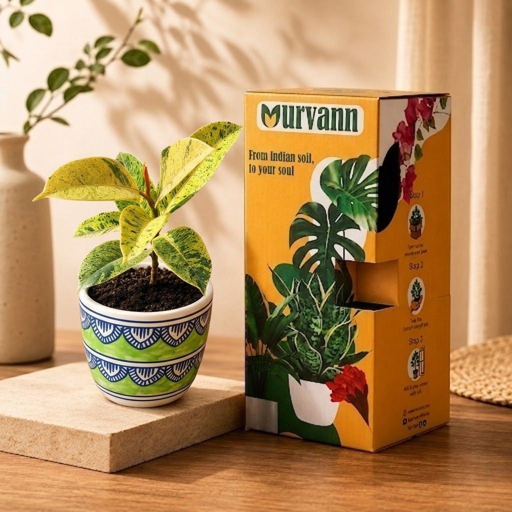 Rubber Variegated Yellow in 4 Inch Heritage Sage Pixel Cup Ceramic Planter - In Premium Gifting Box