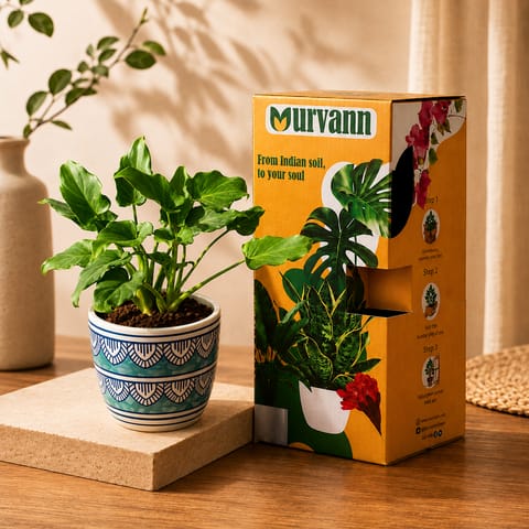Gift Ready - Xanadu Green in 4 Inch Live Plant Heritage Sky Pixel Cup Ceramic Planter - In Premium Gifting Box