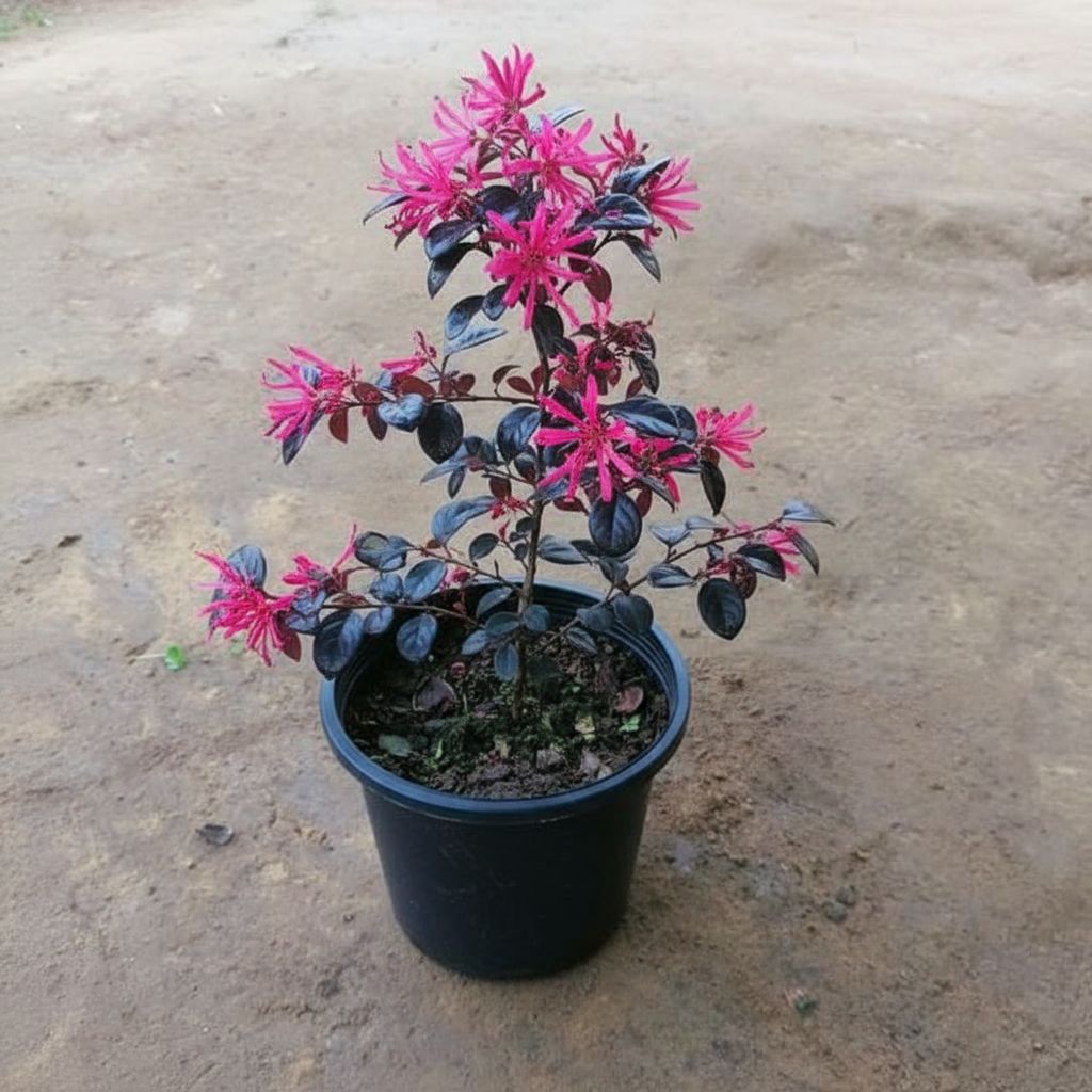 Loropetalum in 6 Inch Nursery Pot