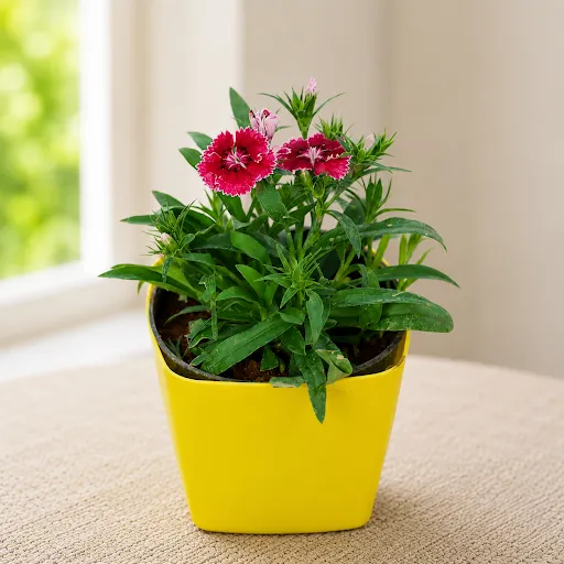 Gift Ready - Dianthus (any colour) in 4 Inch Yellow Premium Square Plastic Pot