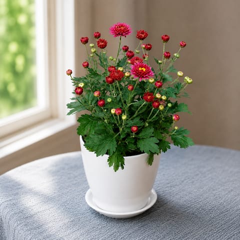 Gift Ready - Chrysanthemum / Guldawari / Guldaudi Red in 5 Inch White Premium Sphere Plastic Pot with Tray