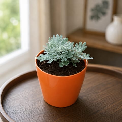 Gift Ready - Lavender in 5 Inch Live Fresh Plant Elegant Plastic Pot (colour may vary) in Naraina