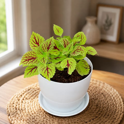 Gift Ready - Coleus Color Blaze Golden Dreams in 5 Inch Live Plant White Premium Sphere Plastic Pot with Tray
