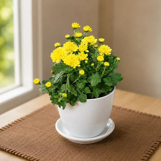 Gift Ready - Chrysanthemum / Guldawari / Guldaudi Yellow in 5 Inch White Premium Sphere Plastic Pot with Tray