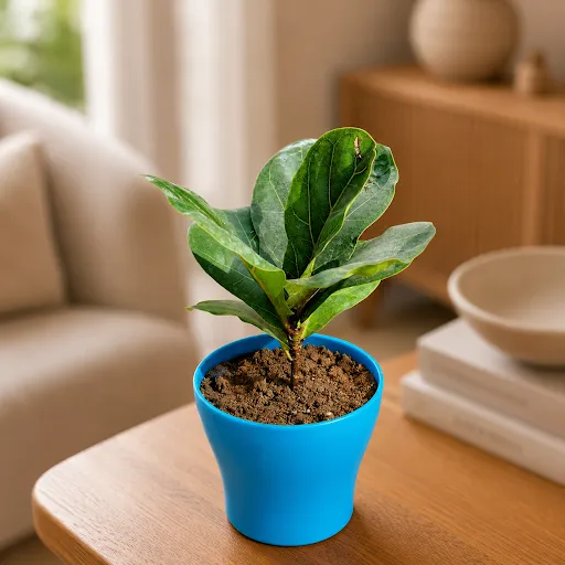 Gift Ready - Fiddle Leaf Fig / Ficus Lyrata in 4 Inch English Blue Premium Daisy Plastic Planter - in Premium Gifting Box