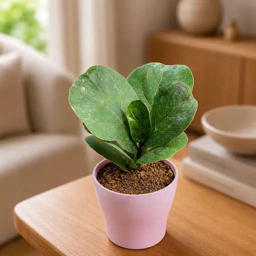Gift Ready - Fiddle Leaf Fig / Ficus Lyrata in 4 Inch Purple Premium Daisy Plastic Planter - in Premium Gifting Box