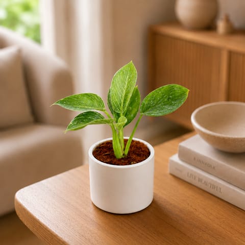 Gift Ready - Philodendron Birkin in 4 Inch Live Plant White Cylindrical Ceramic Pot - With Gift Bag - in Premium Gifting Box