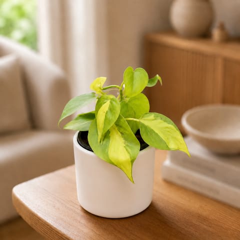 Gift Ready - Oxycardium Brazil /Vareigated in 4 Inch Live Plant White Minimalist Cylindrical Ceramic Pot - With Gift Bag - in Premium Gifting Box