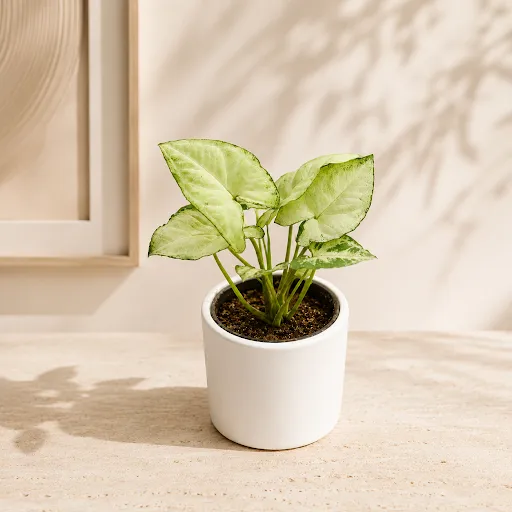 Gift Ready - Syngonium White in 3 Inch Classy White Round Ceramic Pot - With Gift Bag - in Premium Gifting Box