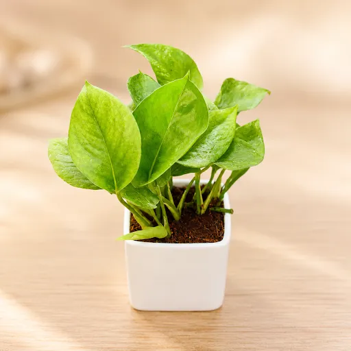 Gift Ready - Money Plant Green in 4 Inch Classy White Square Ceramic Pot - in Premium Gifting Box