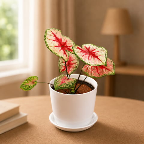 Gift Ready - Caladium / Heart of Jesus Red Tip in 5 Inch White Premium Sphere Plastic Pot With Tray