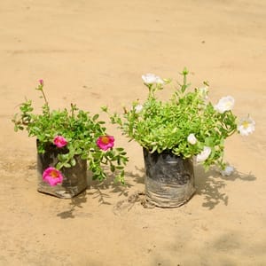 Set of 2 - Kulfa / Common Purslane (Any Colour) in 4 Inch Nursery Bag