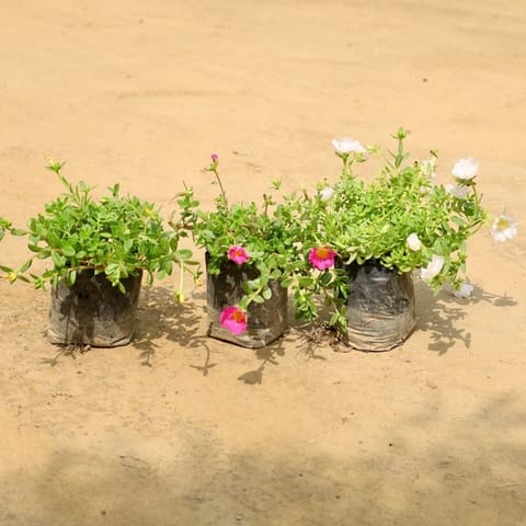 Set of 3 - Kulfa / Common Purslane in 4 Inch Nursery Bag