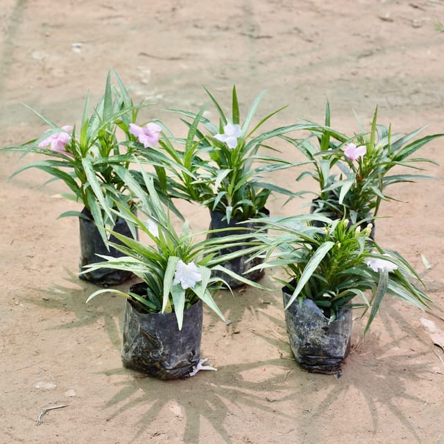 Set of 5 Ruellia / Mexican Petunia (any colour) in 4 inch Nursery Bag