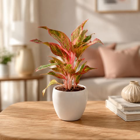 Gift Ready - Aglaonema Lipstick in 5 Inch Live Plant Classy Ceramic Bowl (any colour) Wrapped in Lovely Gift Bag For Your Loved Ones