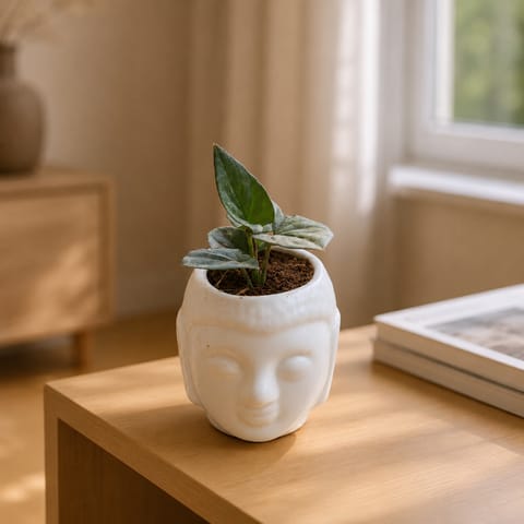 Gift Ready - Money Plant Black in 4 Inch Live Plant Buddha Designer Ceramic Pot Wrapped in Lovely Gift Bag For Your Loved Ones