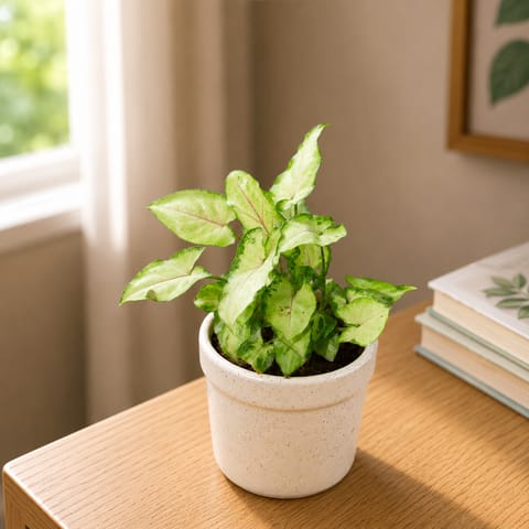 Gift Ready - Syngonium Yami White in 4 Inch Classy White Cylindrical Ceramic Pot