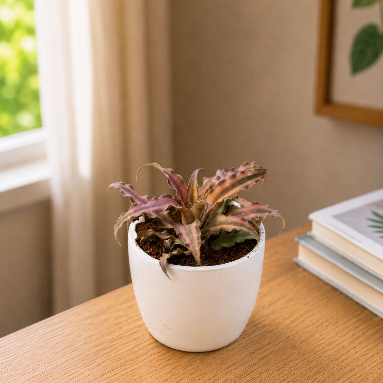 Gift Ready - Cryptanthus Succulent in 4 Inch Classy White Cup Ceramic Pot Wrapped in Lovely Gift Bag For Your Loved Ones