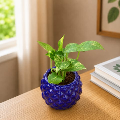Gift Ready - Money plant in 4 Inch Classy Diamond Designer Ceramic Pot (Any Colour) Wrapped in Lovely Gift Bag For Your Loved Ones