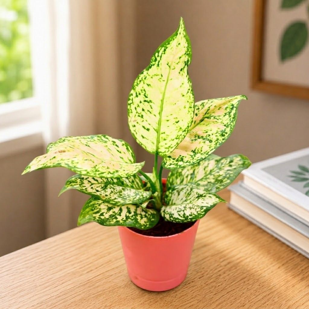 Aglaonema White Beauty in 4 Inch Pink Florence Self Watering Pot
