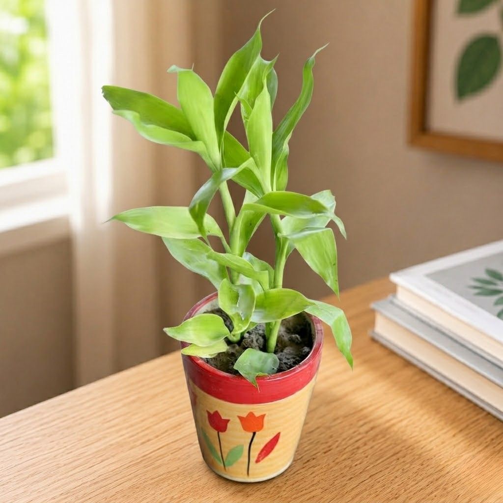 Gift Ready - Golden Lucky Bamboo in 5 Inch Ceramic Pot (Any Design,Colour) Wrapped in Lovely Gift Bag For Your Loved Ones