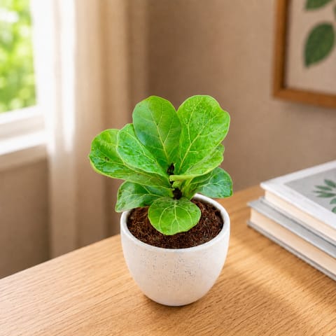Gift Ready - Fiddle Leaf Fig / Ficus Lyrata in 4 Inch Classy White Cup Ceramic Pot Wrapped in Lovely Gift Bag For Your Loved Ones