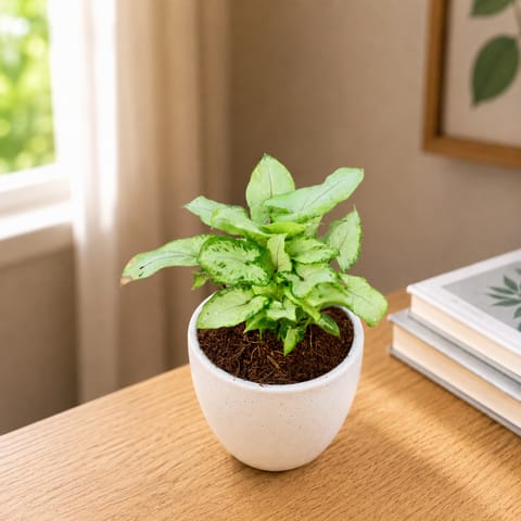 Syngonium Yami Dwarf in 4 Inch Classy White Cup Ceramic Pot
