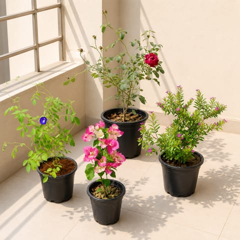 Petals & Paradise Collection - Set of 4 - Desi Rose, Bougainvillea, Cuphea & Aparajita in 5 Inch Nursery Pot