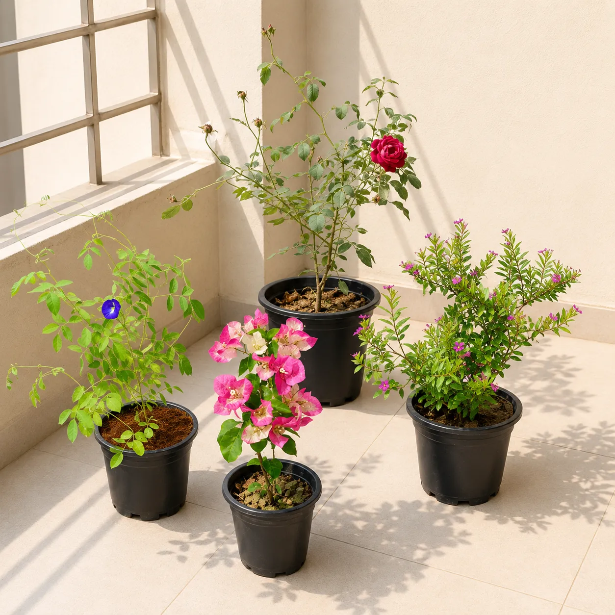 Petals & Paradise Collection - Set of 4 - Desi Rose, Bougainvillea, Cuphea & Aparajita in 5 Inch Nursery Pot