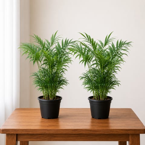 Indoor Plants: Set of 2 - Areca Palm (~1 Ft) in 4 Inch Nursery Pot