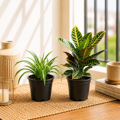 Tropical Texture Duo: Set of 2- Croton Petra & Spider Plant in 6 inch Nursery Pot