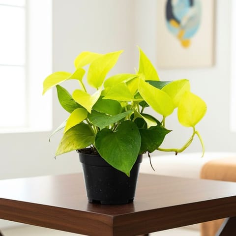Air Purifying - Money Plant Golden in 4 Inch Nursery Pot