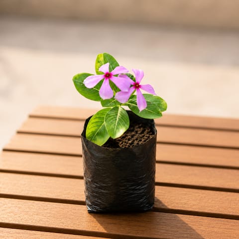 Sadabahar / Periwinkle / Vinca Desi (any colour) in 4 Inch Nursery Bag