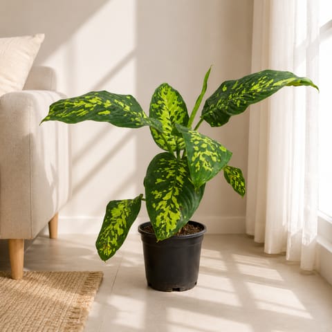 Dieffenbachia Snowfaze in 6 Inch Nursery Pot