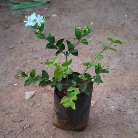 Murraya Desi White in 5 inch Nursery Bag