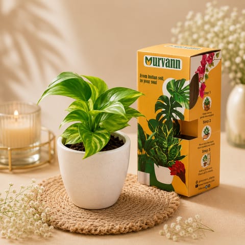 50 Money Plants in 4 Inch Classy White Cup Ceramic Pots - in Premium Gifting Box for bulk corporate gifts
