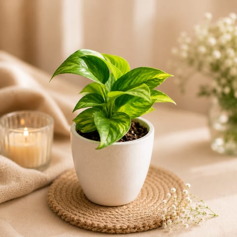 50 Money Plants in 4 Inch Classy White Cup Ceramic Pot - for bulk corporate gifting