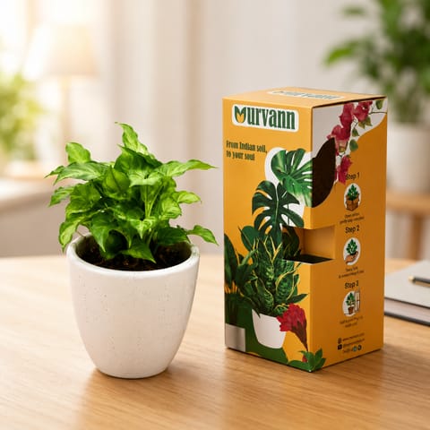 50 Syngonium Plants in 4 Inch Classy White Cup Ceramic Pots - in Premium Gifting Box for bulk corporate gifts