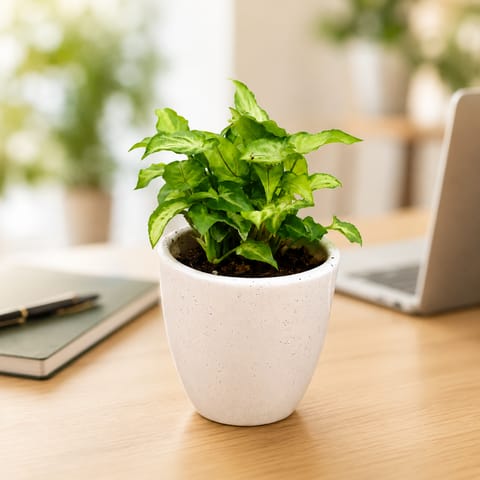 50 Syngonium Plants in 4 Inch Classy White Cup Ceramic Pots - for bulk corporate gifts